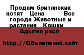 Продам британских котят › Цена ­ 500 - Все города Животные и растения » Кошки   . Адыгея респ.